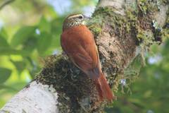 Margarornis squamiger