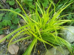 Carex oshimensis