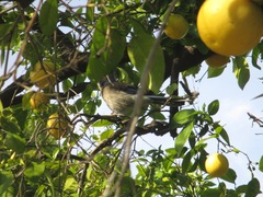 Aphelocoma californica