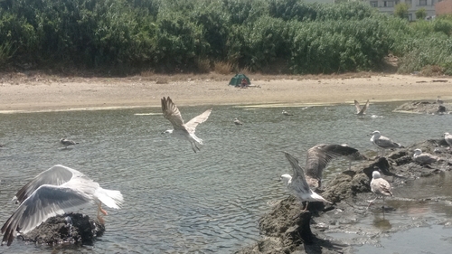 Yellow-legged Gull