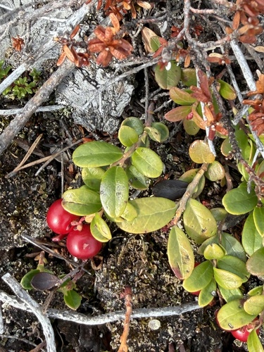Lingonberry