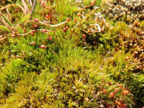 Leptobryum pyriforme observed 2026-08-12