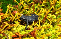 Patzcuaro Peeping Frog photo 1
