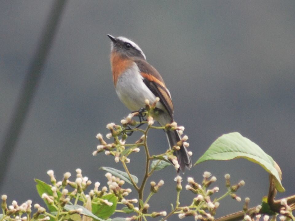 Rufous-breasted Chat-Tyrant photo