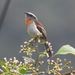 Rufous-breasted Chat-Tyrant - Photo (c) David Weaver, some rights reserved (CC BY-NC), uploaded by David Weaver