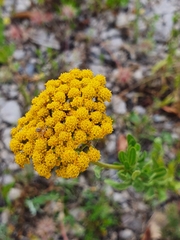 Achillea ageratum