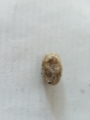 Lophocampa caryae