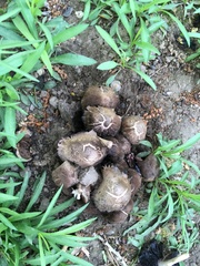 Coprinopsis atramentaria