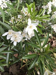 Choisya ×dewitteana