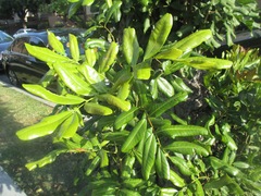 Cupaniopsis anacardioides