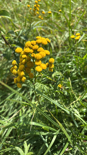 tansy