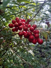 Nandina domestica