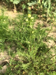 Matricaria