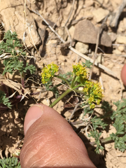 Lomatium scabrum tripinnatum
