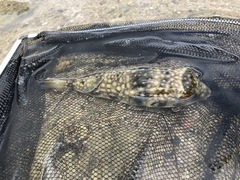 Chelonodontops patoca