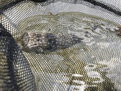 Chelonodontops patoca