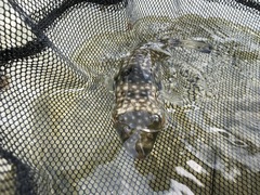 Chelonodontops patoca