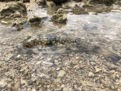 Chelonodontops patoca