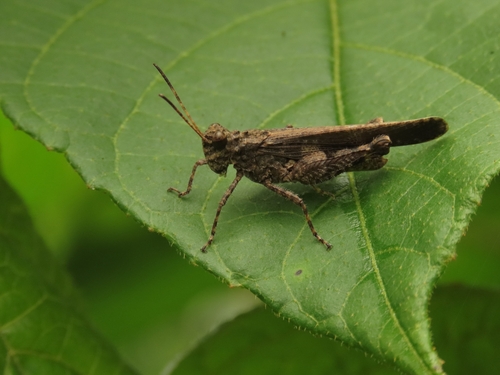 Carinate Locust