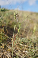 Aegilops biuncialis