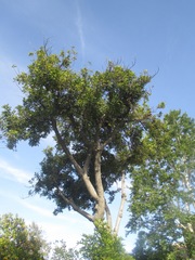 Cupaniopsis anacardioides