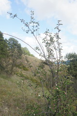 Cotoneaster tauricus