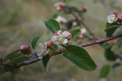 Cotoneaster tauricus