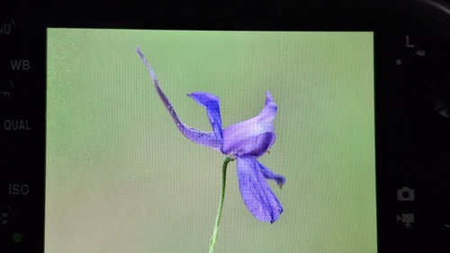 Forking Larkspur
