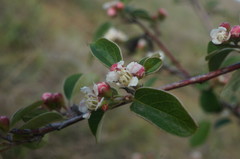 Cotoneaster tauricus