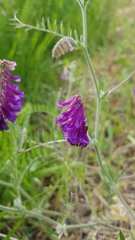 Vicia villosa villosa