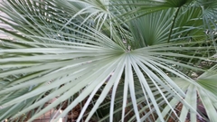 Washingtonia
