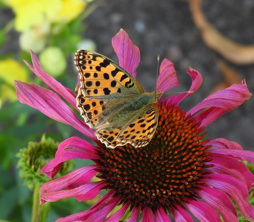 Queen of Spain Fritillary