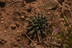 Euphorbia stellata, photograph author not stated, no rights reserved