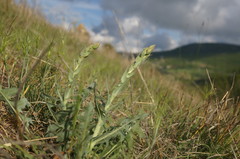 Lactuca tuberosa