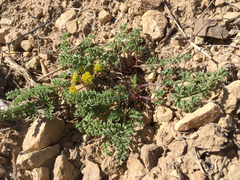 Lomatium scabrum tripinnatum