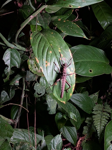 Prickly Haaniella