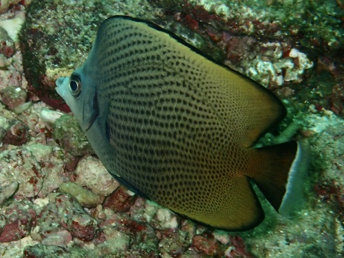 Chaetodon nigropunctatus observed 2026-08-09