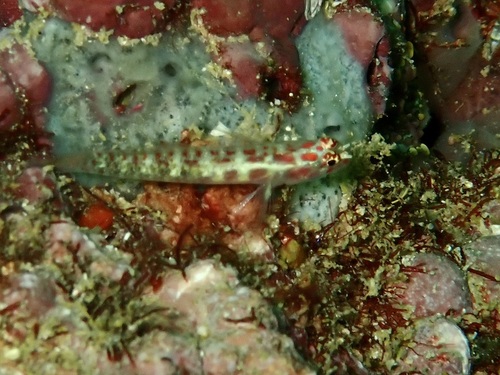 Eviota guttata observed 2026-08-09