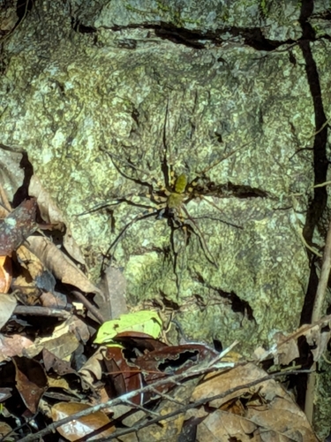 Heteropoda belua