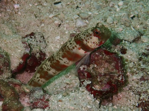 Amblyeleotris periophthalma observed 2026-08-09