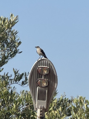 Tropical Mockingbird