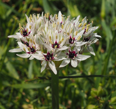 Allium meronense