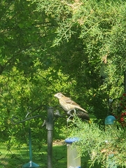 Pheucticus ludovicianus