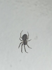 Zygiella x-notata