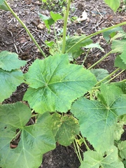 Alcea rosea