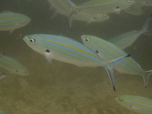 Caesio varilineata observed 2026-08-09