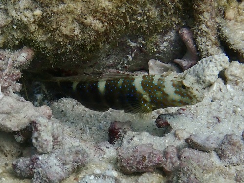 Luther's prawn-goby (Cryptocentrus lutheri) — Gobiidae