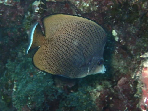 Chaetodon nigropunctatus observed 2026-08-13