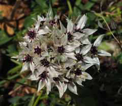 Allium meronense