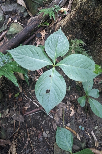Chloranthus oldhamii, photograph 1